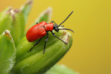 Lilioceris lilii insect on a lily leaf