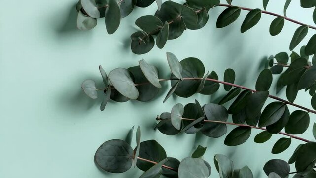 Eucalyptus branches with green leaves on light turquoise background, floral foliage flat lay pattern and copy space