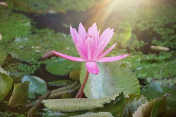 Natural Lotus Flower Blooms in a beautiful garden with soft morning sunlight, soft focus