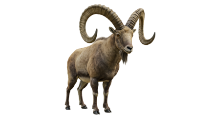 Majestic Ibex with Impressive Curving Horns Standing Proudly in Profile