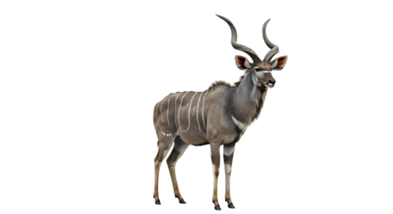 Majestic Kudu Bull with Spiraling Horns and Distinctive White Markings