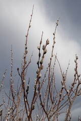 branches of a pussy willow