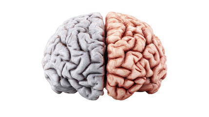 Realistic 3d rendering of human brain hemispheres showing different colors, grey for the left and red for the right, isolated on transparent background, perfect for medical and scientific projects