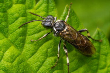Macrophotography of a Sawfly (Macrophya) on a green leaf in nature.