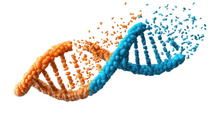 Orange dna is dissolving and transforming into a blue dna on a transparent background, representing gene editing, mutation, or genetic engineering