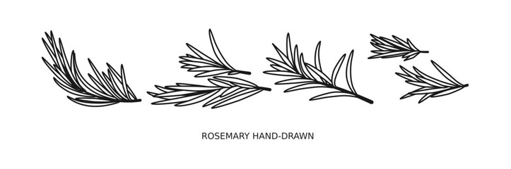 Collection of rosemary plants with flowers isolated on white background. Fragrant herb hand drawn in retro style. View from different angles. Botanical vector illustration