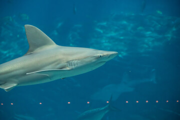 A Sandbar Shark at a local aquarium