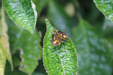 Small Brown and Yellow Butterfly Perched on a Green Leaf