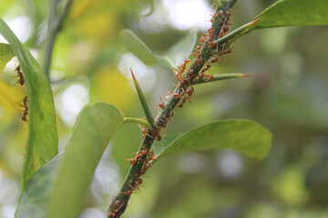 Colony of Red Weaver Ants on a Thorny Citrus Branch