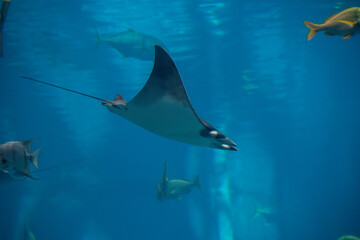 A Atlantic Pygmy Devil Ray at a local aquarium