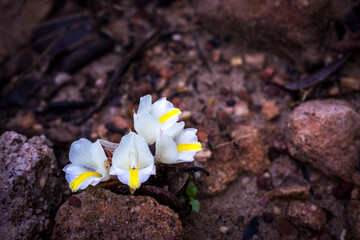 A close-up view of the delicate Elettariopsis Wandokthong flowers blooming in a humid tropical forest in Thailand.