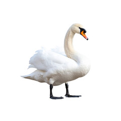 Obraz premium A beautiful mute swan, a graceful water bird, isolated on white with its elegant white feathers