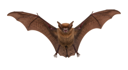 Brown Bat with Wings Spread Showing Veins and Furry Body Detail