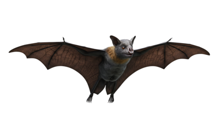 Detailed Bat with Extended Wings Showing Veins and Fur in Flight