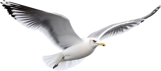 Seagull bird side profile on a transparent background
