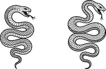 Two black and white snakes coiled with open mouths on a white background