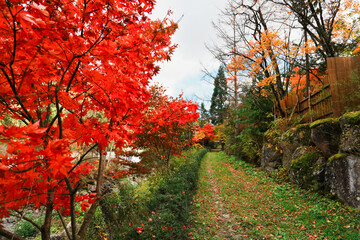Vibrant Red Japanese Maple on a Scenic Autumn Path in Japan