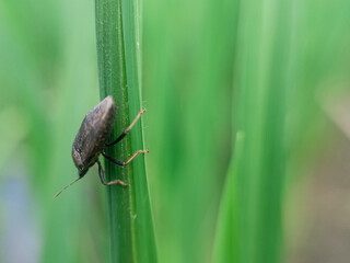 A close-up view of a dark insect resting on a blade of rice in a vibrant green paddy field, embraced by the cool, fresh morning air and the serene ambiance of nature.

