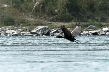 Great cormorant in flight
