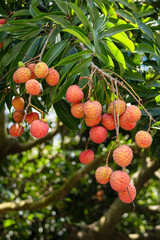 The lychees are ripe in summer