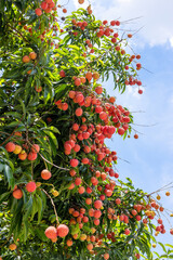 The lychees are ripe in summer