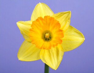 Fototapeta premium Bright Yellow Daffodil Flower with Frilled Center on Lilac Background