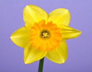 Single Yellow Daffodil Bloom on Soft Purple Background