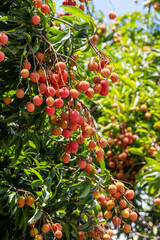 The lychees are ripe in summer