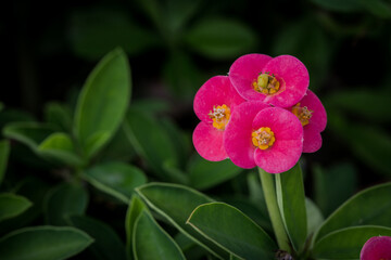 A close-up of Euphorbia Milii flowers, featuring vivid pink petals and bright yellow centers, set against lush green leaves. 