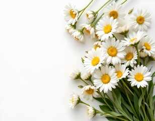 freshly picked daisies arranged at the top of the frame against a blank white background, pastel style with emerald tones, ample copy space at the bottom for text.