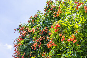 The lychees are ripe in summer