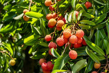 The lychees are ripe in summer