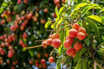 The lychees are ripe in summer