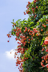 The lychees are ripe in summer