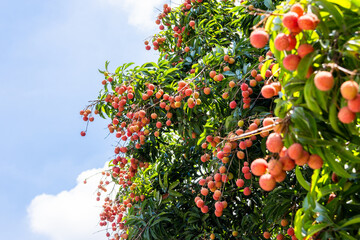 The lychees are ripe in summer