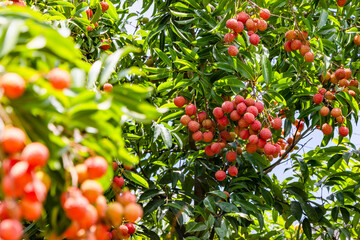 The lychees are ripe in summer