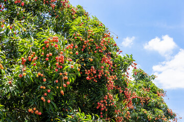 The lychees are ripe in summer