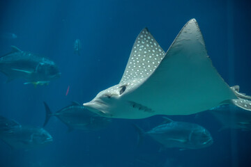 A Spotted Eagle Ray at a local aquarium