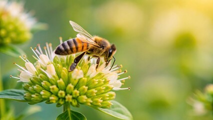 bee on a flower nature background.