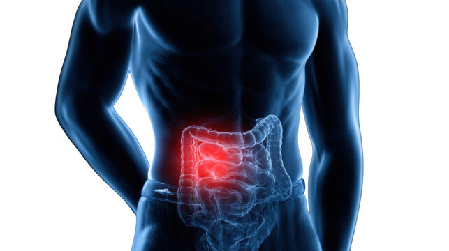 Displaying human body anatomy with a focus on abdominal internal organs against a transparent background, offering valuable insights for medical and scientific applications
