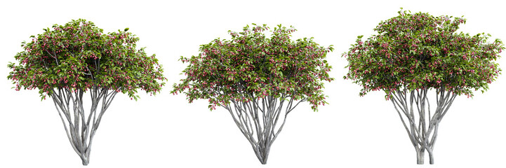 Malus hybridus fruit trees with pink-red berries isolated on transparent background.3d rendering
