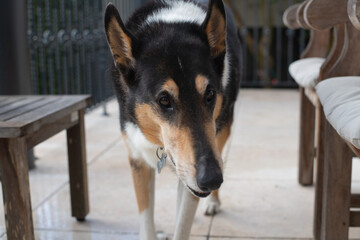 Curious Canine on Patio