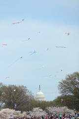 Blossom Kite Festival 2025