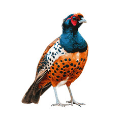 Colorful Bird with Vibrant Feathers and Striking Patterns in Detail