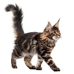 Maine Coon Kitten: A Striking Profile on transparent background