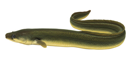 Detailed Illustration of a European Eel with Olive Green Scales and Yellow Underside