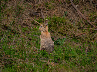 Wild Rabbit Sitting Up Looking Left