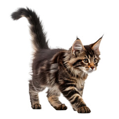 Majestic Maine Coon Kitten: A Stunning Portrait of Feline Elegance on transparent background