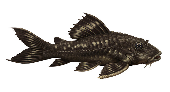 Detailed Illustration of a Unique Armored Fish with Distinctive Fin Structure