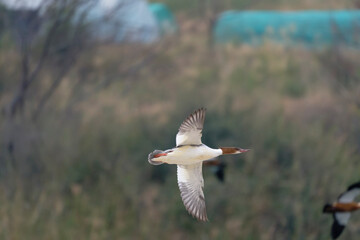 Goosander (Common Merganser) in flight